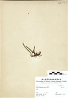 藏品(絨毛石葦)的圖片